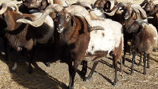 二維碼,追溯,追溯碼,產品質量追溯