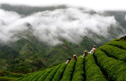 質量安全溯源系統g