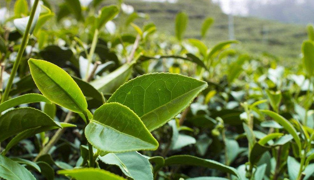 茶葉一物一碼溯源防偽系統開發