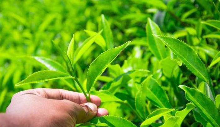 茶葉二維碼營銷系統